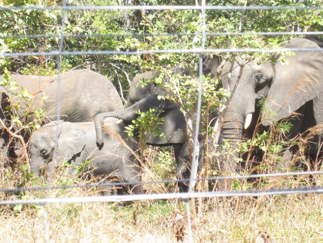 Elephants in a solar-powered holding pen in Malawi, which is carrying out a major translocation between conservation parks. Credit: Charles Mkoka/IPS