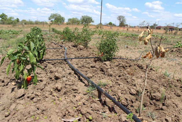 A programme supporting emerging women small-scale farmers has been hit hard by the drought. Here a crop of peppers and tomatoes at a school farming scheme at Risenga Primary School, in Giyani, Limpopo province, wilts in the sun. Credit: Desmond Latham/IPS