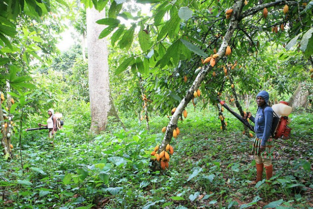 Six million Cameroonians depend on the cocoa sector for a living. Credit: Mbom Sixtus/IPS