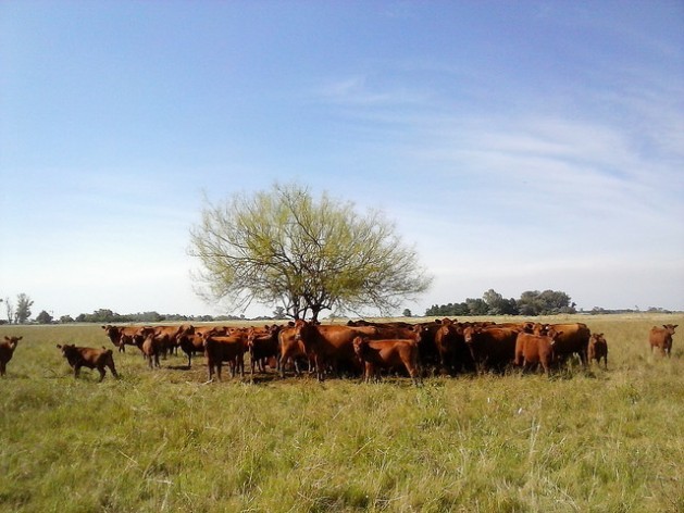 Latin America produces 23 percent of the world’s beef, which is the backbone of the flourishing regional livestock sector, although this activity poses a threat to the region’s sustainability. In the picture, a small herd seeks shelter around the only tree in the pasture, in the Argentine pampas. Credit: Fabiana Frayssinet/IPS