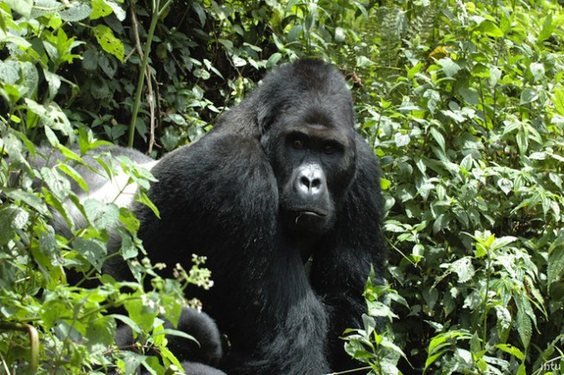 Four out of six great ape species are now listed as Critically Endangered. Photo courtesy of IUCN