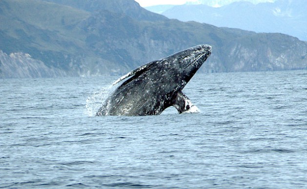 Gray whale (Eschrichtius robustus) breaching. Credit: Merrill Gosho, NOAA/public domain