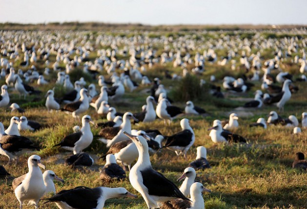 Laysan albatross on Midway Atoll National Wildlife Refuge in Papahanaumokuakea Marine National Monument number over a million and cover nearly every square foot of open space during breeding and nesting season. Credit: Andy Collins/NOAA Office of National Marine Sanctuaries