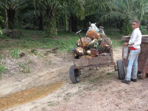 A young peasant farmer transports his oil palm fruit harvest on a donkey cart. Credit: Mario Osava/IPS