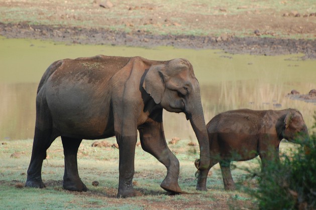 Savanna elephant populations in 15 countries declined by an average of 30 percent – equal to some 144,000 elephants – between 2007 and 2014. Credit: Malini Shankar/IPS