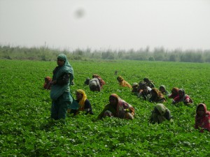 Bangladeshi women farmers. With food production growth in OECD countries slowing down, developing countries will need to step up production to meet increased food needs in the future. Credit: IPS