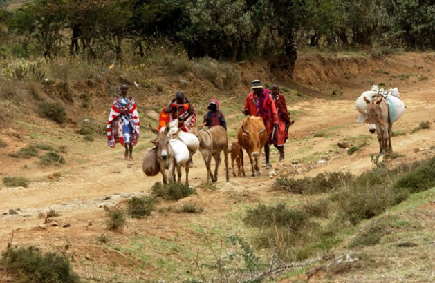 Kenya - Maasai pastoralists, who participate in the Farmer Field School, taking their cattle to a local livestock market. ©FAO/Vitale