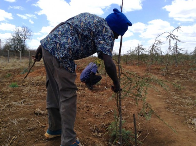 A Kenya Forestry Research Institute technician pruning an acacia tree at a drylands research site in Tiva, Kitui County. Credit: Justus Wanzala/IPS