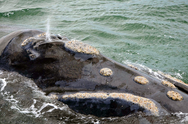 A southern right whale swims off the coast of the Western Cape province near Hermanus, a town renowned for its whale watching. South Africa’s Department of Mineral Resources granted three prospecting rights covering about 150,000 square kilometers, or 10 percent, of the country’s exclusive economic zone. Credit: Mark Olalde/IPS