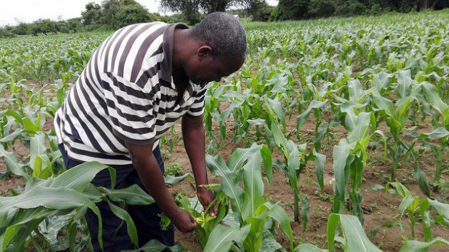 Zambian farmer Surrender Hamufuba inspecting a maize plant in his field. Experts say a changing climate is bringing more crop pests to parts of Africa. Credit: Friday Phiri/IPS
