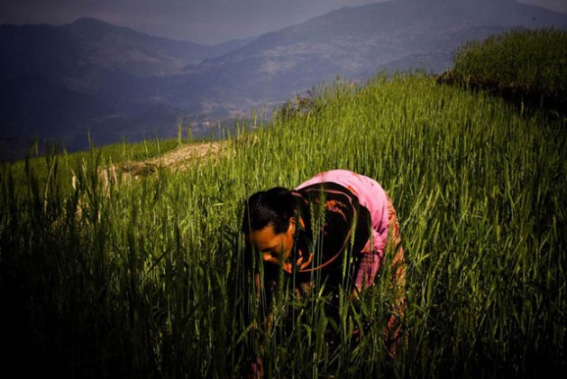 A woman farmer working in a wheat field in rural Nepal. Photo: FAO/Saliendra Kharel