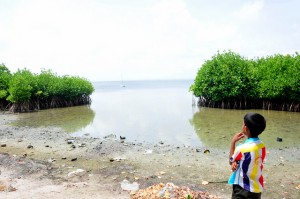 A young boy stands near mangroves planted near his home in the village of Entale in Sri Lanka’s northwest Puttalam District. Credit: Amantha Perera/IPS