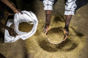 Farmers inspect rice seeds in Sierra Leone. Photo: FAO