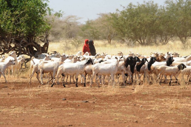 Farmers in the Horn of Africa need urgent support to recover from consecutive lost harvests and to keep their livestock healthy and productive. Photo: FAO/Simon Maina