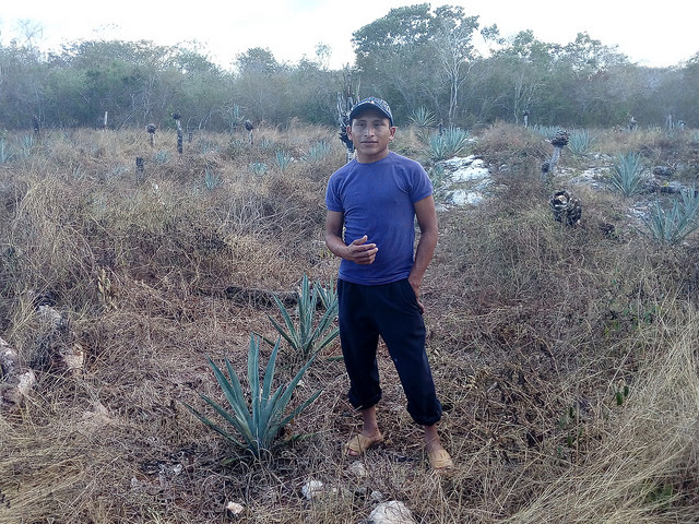 Luis Miguel, a Mayan farmer from Kimbilá, in the southeastern state of Yucatán, Mexico, fears that the installation of a wind farm in his community will damage local crops of corn and vegetables.  Credit: Emilio Godoy/IPS