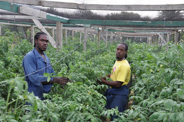 Oraine Halstead (left) and Rhys Actie tend tomatoes in a greenhouse at Colesome Farm at Jonas Road, Antigua. Credit: Desmond Brown/IPS