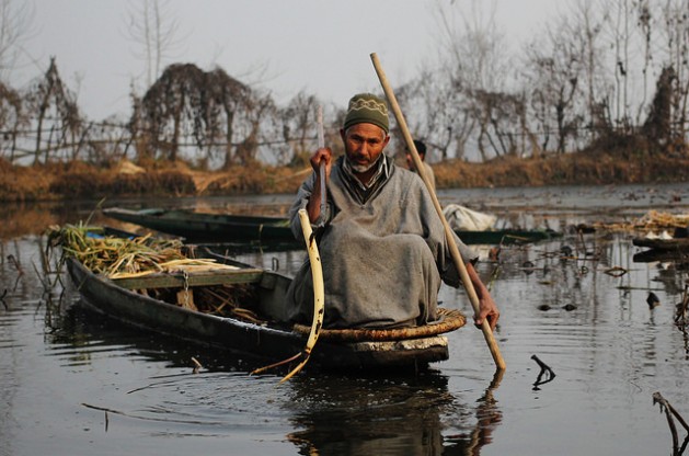Fayaz Ahmad Khanday plucks a lotus stem from Wullar Lake in India’s Kashmir. He says the fish population has fallen drastically in recent years. Credit: Umer Asif/IPS