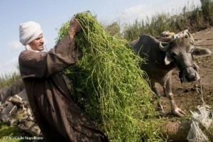 An Egyptian farmer feeding cows fresh fodder. Credit: FAO