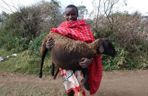 The cultures of indigenous peoples traditionally involve the sound management of wildlife. A Maasai pastoralist holding a pregnant ewe in Narok, Kenya. Credit: FAO