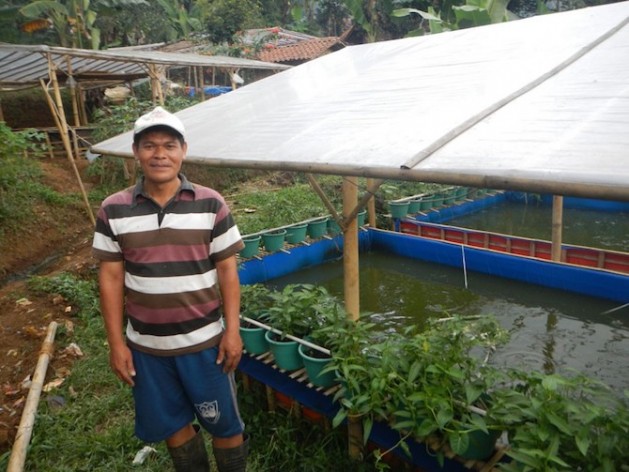 Aquaponics in Indonesia: Bumina and Yumina systems use an integrated farming technique combining vegetables, fruits and fish. Credit: FAO