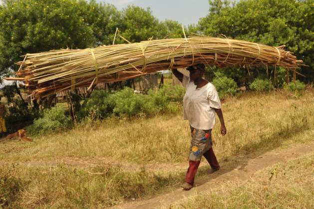 A woman transporting a stack of reeds in rural Kenya. Women’s unpaid care and domestic work is yet to be recognized as labour in many parts of the developing world. Photo courtesy of UNDP Kenya.