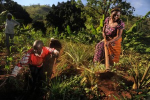 Farmers clear weeds from a trench, which retains water and prevents soil erosion during rains, as part of the FAO project to strengthen capacity of farms for climate change in Kiroka, Tanzania. Credit: FAO