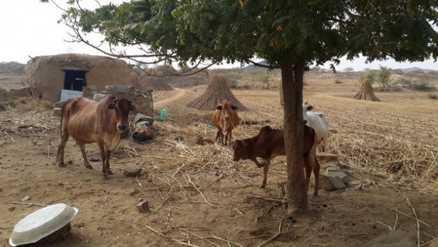 Al Hudaydah, Yemen.  Dairy cattle seek shade. Credit: FAO/Chedly Kayouli