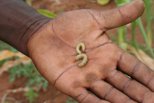 A farmer shows a crop-eating fall armyworm taken from his field in Gwanda, Zimbabwe. Credit: Busani Bafana/IPS