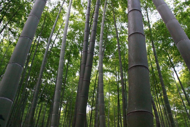 Bamboo sequesters carbon at rates comparable to or greater than many tree species. Credit: Desmond Brown/IPS
