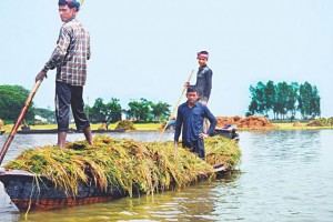 Farmers taking away half-ripe Boro paddy in a boat on Tuesday after a flash flood inundated a field in Habiganj's Baniachong upazila. The only thing they can do now with the paddy is use it as fodder. Early flash floods have destroyed crops in over one lakh hectares of land in the country's northeastern haor areas. Photo: Mintu Deshwara