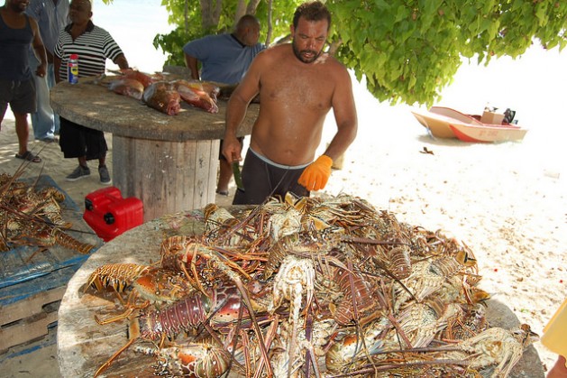 In the Turks and Caicos, the government is searching for new ways to manage the conch and lobster populations. Credit: Zadie Neufville/IPS