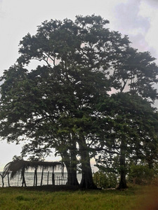 In the near future, this majestic tree will no longer be part of the scenery and a natural barrier protecting one of the beaches in Balfate, on Honduras’ Caribbean coast. Credit: Courtesy of Hugo Galeano to IPS