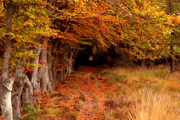The Selm Muir Forest of West Lothian, Scotland. Credit: UN Photo/Robert Clamp