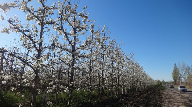 Pear trees in blossom in a farm in Allen, a city in the province of Río Negro, located next to a shale gas deposit. Fruit producers and other traditional sectors of that province are concerned about the negative impacts of the oil and gas industry in Vaca Muerta. Credit: Fabiana Frayssinet/IPS