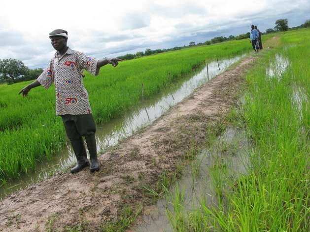 Rice fields in Northern Ghana. Credit: Isaiah Esipisu/IPS
