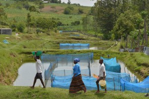 Though not a human health risk, Tilapia Lake Virus has large potential impact on global food security and nutrition. Credit: FAO