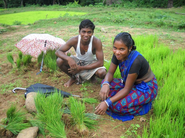Women's secure tenure rights lead to several positive development outcomes for them and their families, including resilience to climate change shocks, economic productivity, food security, health, and education. Here a young tribal woman works shoulder to shoulder with her husband planting rice saplings in India's Rayagada province. Credit: Manipadma Jena/IPS
