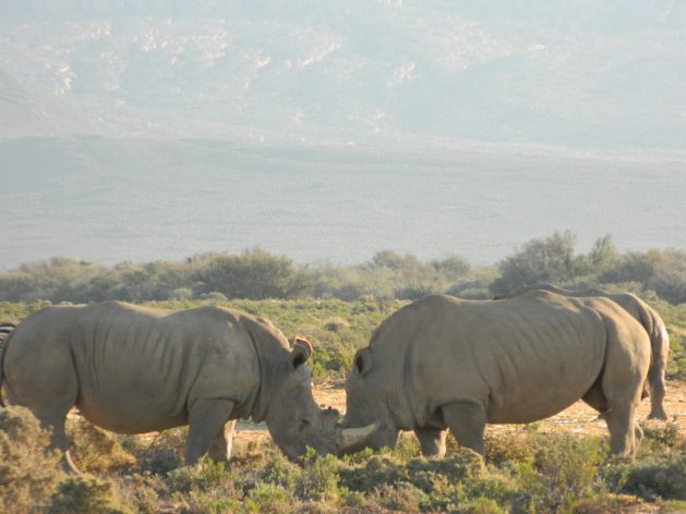 South Africa’s white rhinoceros recovered from near-extinction thanks to intense conservation efforts. Experts around the world have called for international and local cooperation for biological preservation to prevent future pandemic. Credit: Kanya D’Almeida/IPS