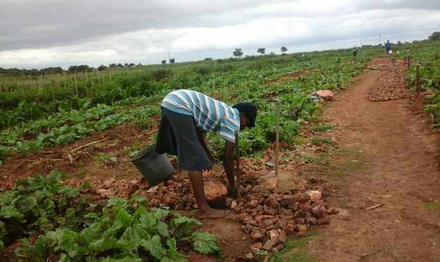 A woman works on a community vegetable garden in Bulawayo. For a while now, small-scale farmers and other community gardeners scattered across Bulawayo have concentrated on producing on-demand horticultural products such as tomatoes, cabbages and onions. Credit: Ignatius Banda/IPS