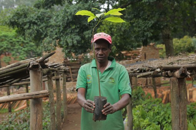 Emmanuel Nsabimana, a casual labourer at the National Tree Seed Centre, in Huye, in Rwanda’s Southern Province, has worked planting trees for over 40 years. He believes there has been considerable improvements in the seed quality from the centre since the International Union for Conservation of Nature (IUCN) became one of the contributors to its restoration. Credit: Emmanuel Hitimana/IPS