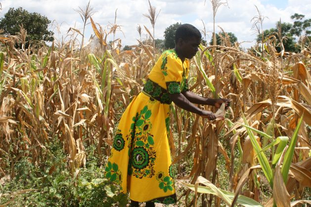 A communal farmer harvesting her maize crop in Seke communal lands, Zimbabwe. In recent years, Zimbabwe has witnessed a rapid growth in digital agriculture. Credit: Tonderayi Mukeredzi/IPS
