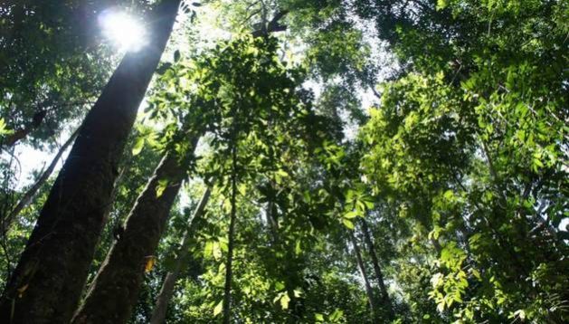 Tropical forests can develop resistance to a warmer climate, but 71 per cent will come under threat in the next decade if global average temperatures reach two degrees Celsius above pre-industrial levels, a new study warns