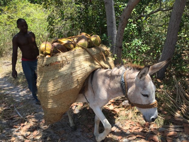 Coconut farmers in Mafia Island, Tanzania, rely solely on donkeys as the mode of transporting their products from farms to markets. Credit: Alexander Makotta/IPS