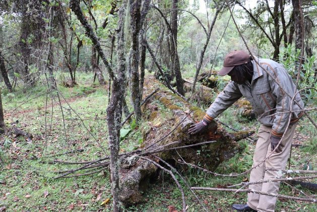 72-year-old Ogiek community elder, Cosmas Chemwotei Murunga, inspects one of the trees felled by foreigners in 1976. Ogiek community protests put an end to government approved logging of the indigenous red cedar trees here. Credit: Isaiah Esipisu/IPS