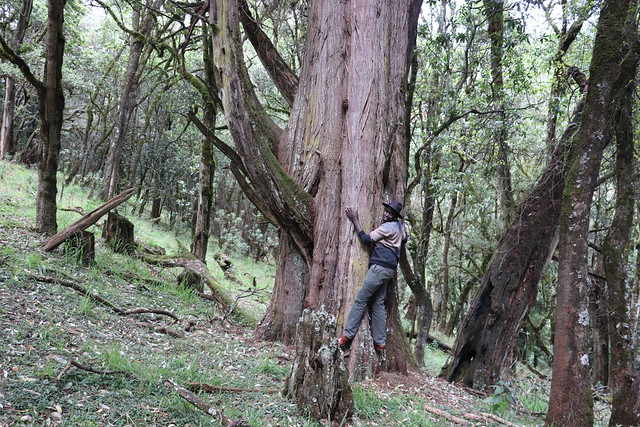 The Ogiek indigenous community who live in Kenya’s Mount Elgon forest have conserved the forest’s natural ecosystem for centuries. Credit: Isaiah Esipisu/IPS