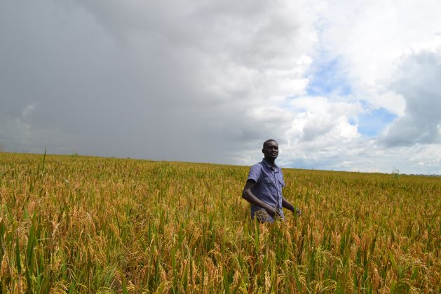 Dominic Kimara, the farm manager at an agri-food company, stands in a rice field grown using conservation agriculture technique. Credit: Isaiah Esipisu/IPS