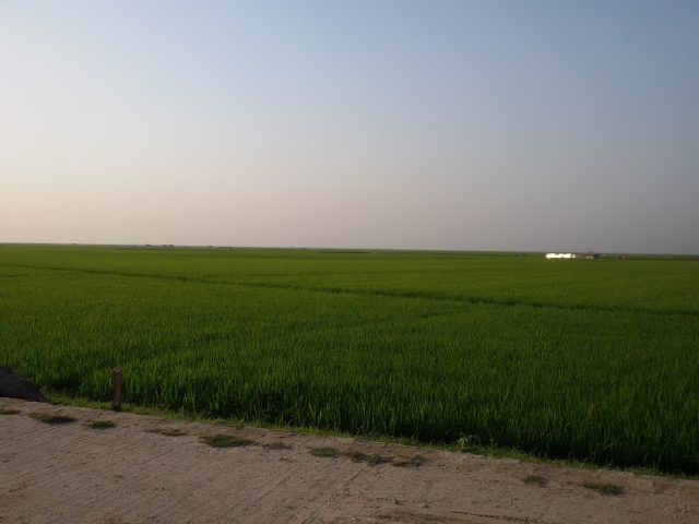 A rice paddy in the haor region of Bangladesh. Benefit sharing goes beyond the mere sharing of water resources. It includes equitably dividing the goods, products and services connected to the watercourse. Credit: Rafiqul Islam/IPS
